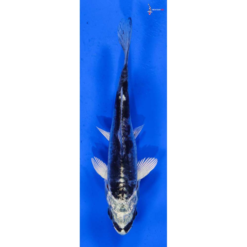 4” Imported Doitsu Gin Shiro Bekko