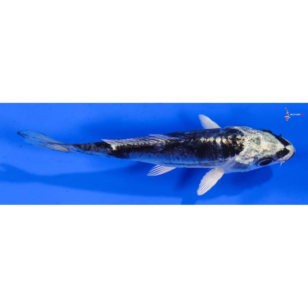 4” Imported Doitsu Gin Shiro Bekko