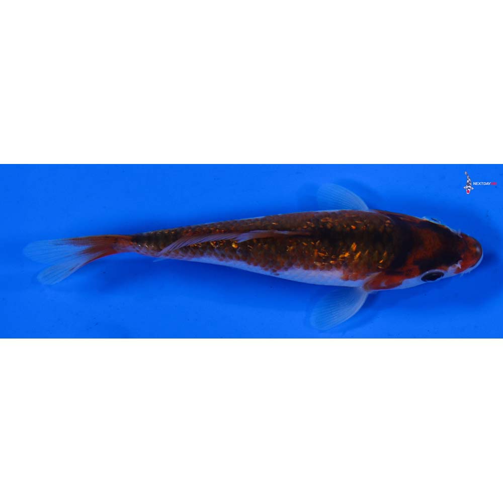 4” Imported Gin Rin Goromo