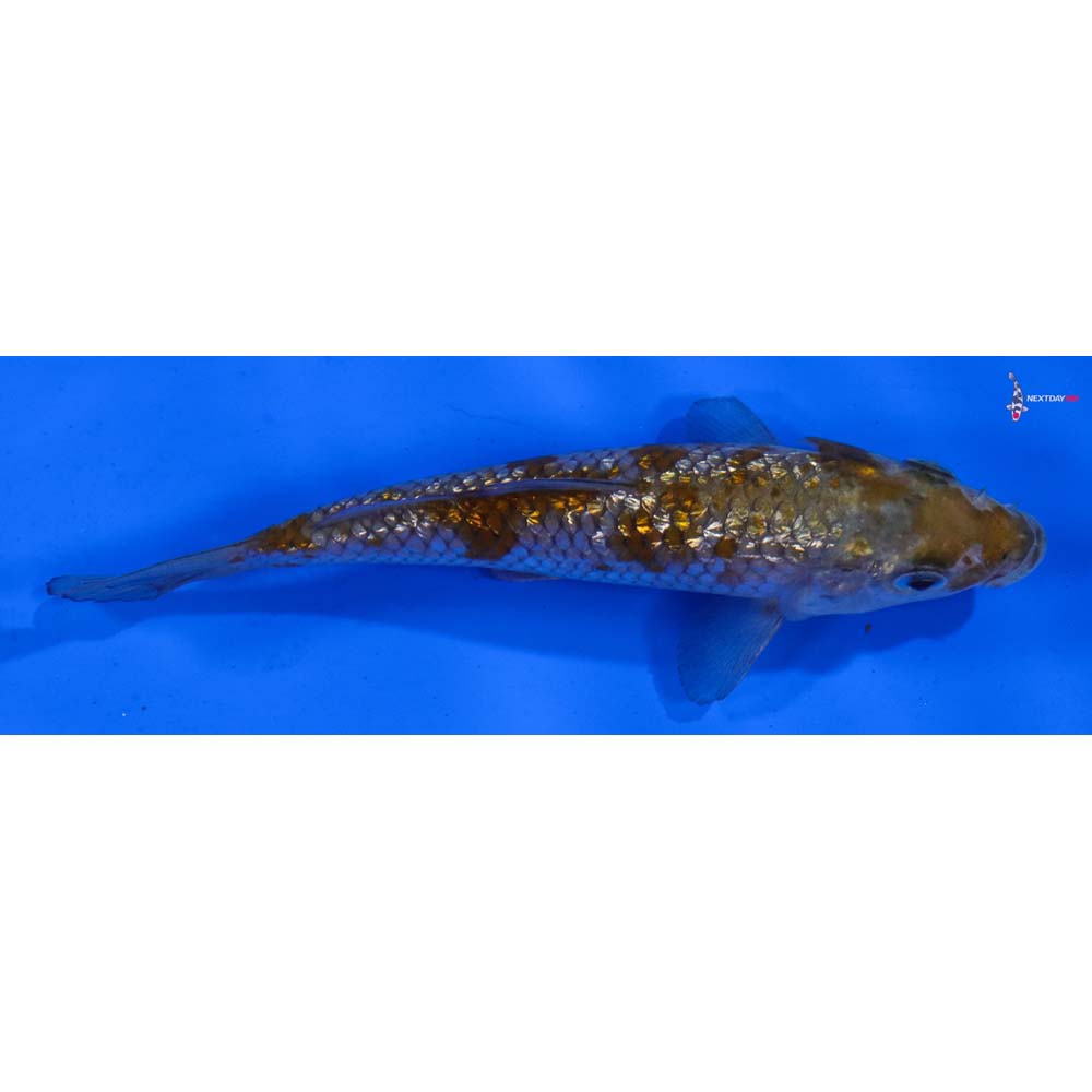 4” Imported Gin Rin Ochiba Shigure