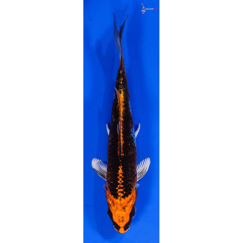 4” Imported Kujaku