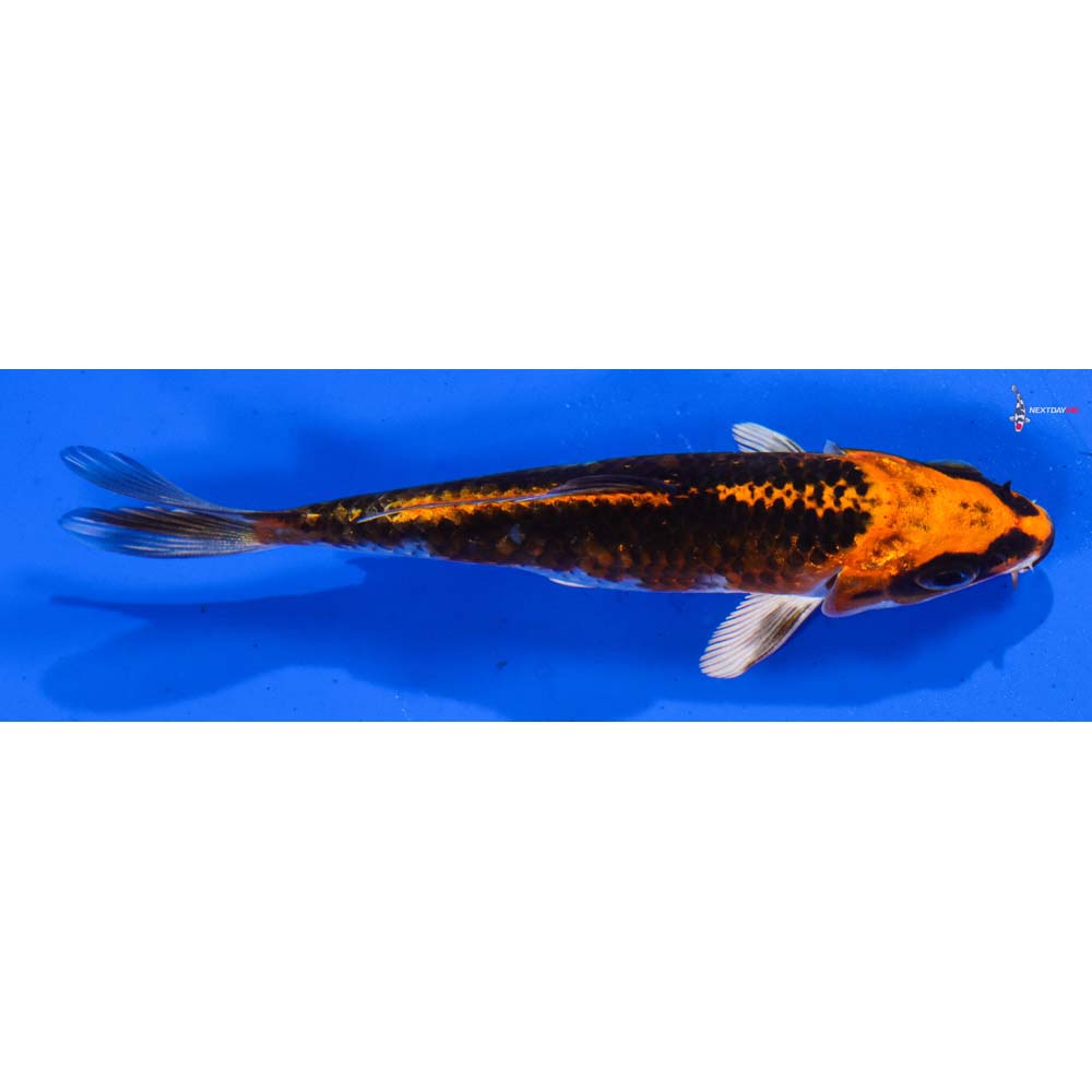 4” Imported Kujaku