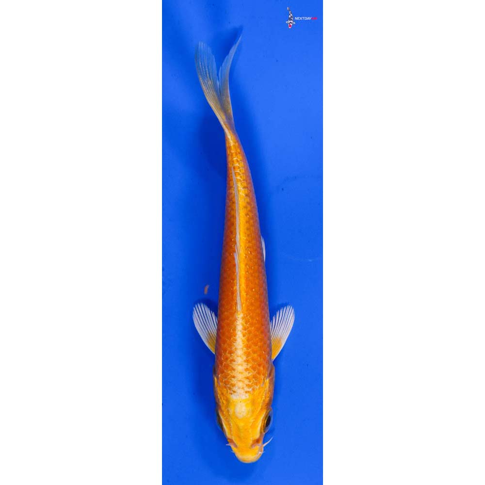 4” Imported Yamabuki Ogon