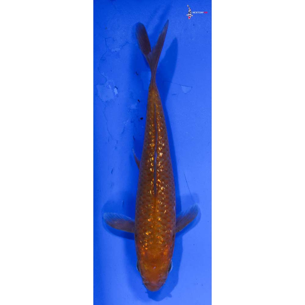 4” Imported Gin Rin Chagoi