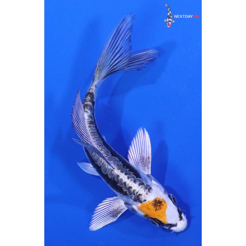4.5” Imported Kin Kikokuryu Butterfly Koi