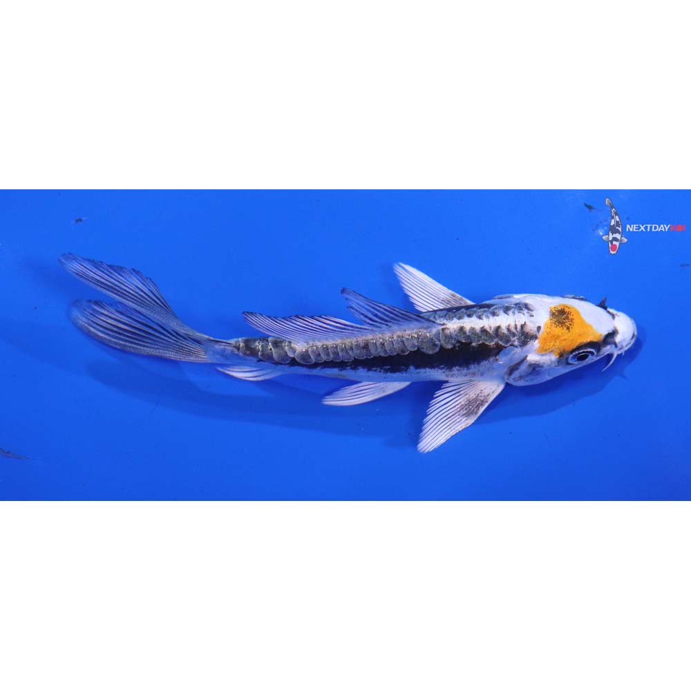 4.5” Imported Kin Kikokuryu Butterfly Koi