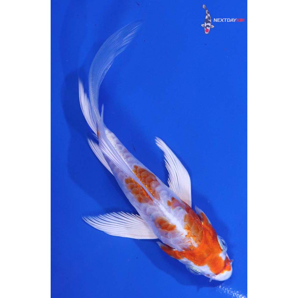 4.5” Imported Armor Scaled Hariwake Butterfly Koi