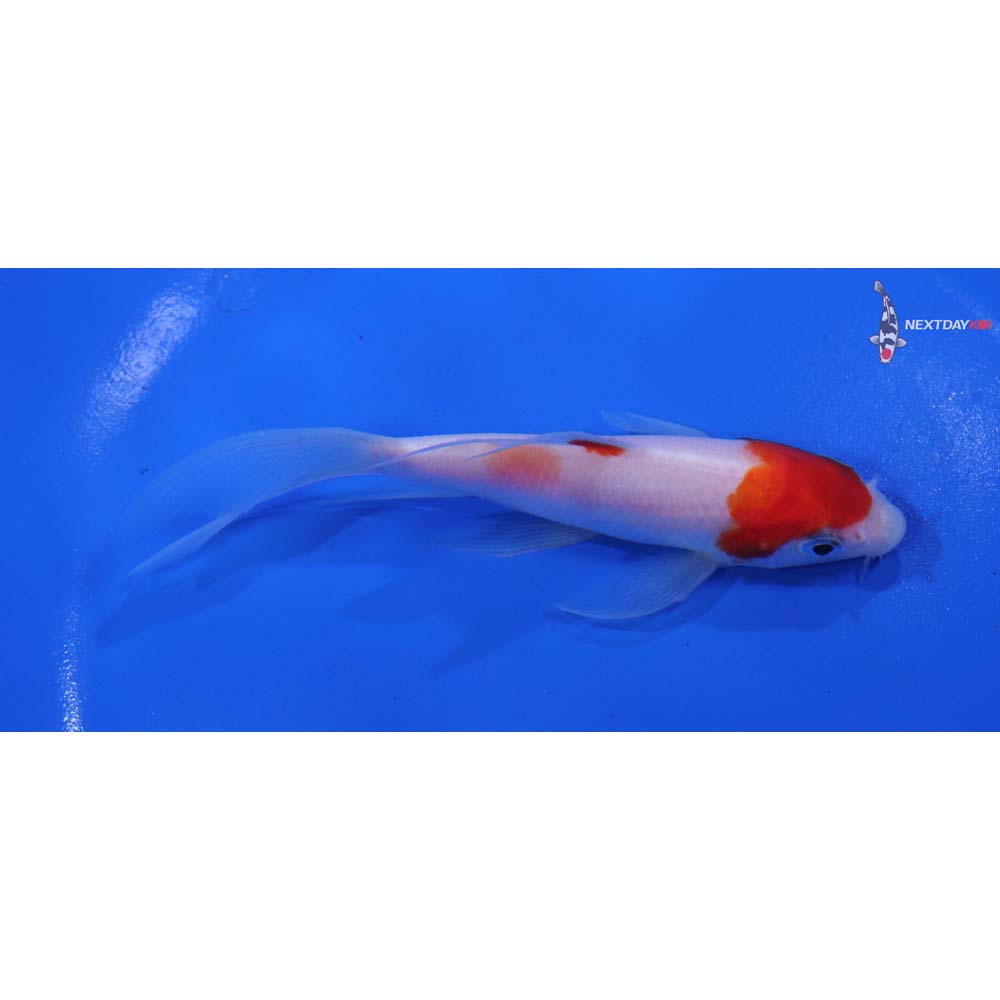 4.5” Imported Kohaku Butterfly Koi