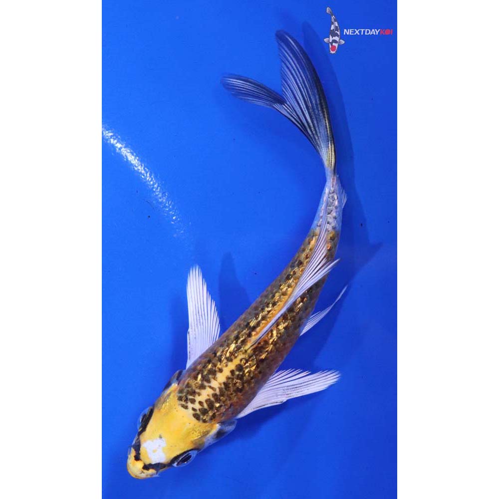 4.5” Imported Gin Rin Kujaku Butterfly Koi