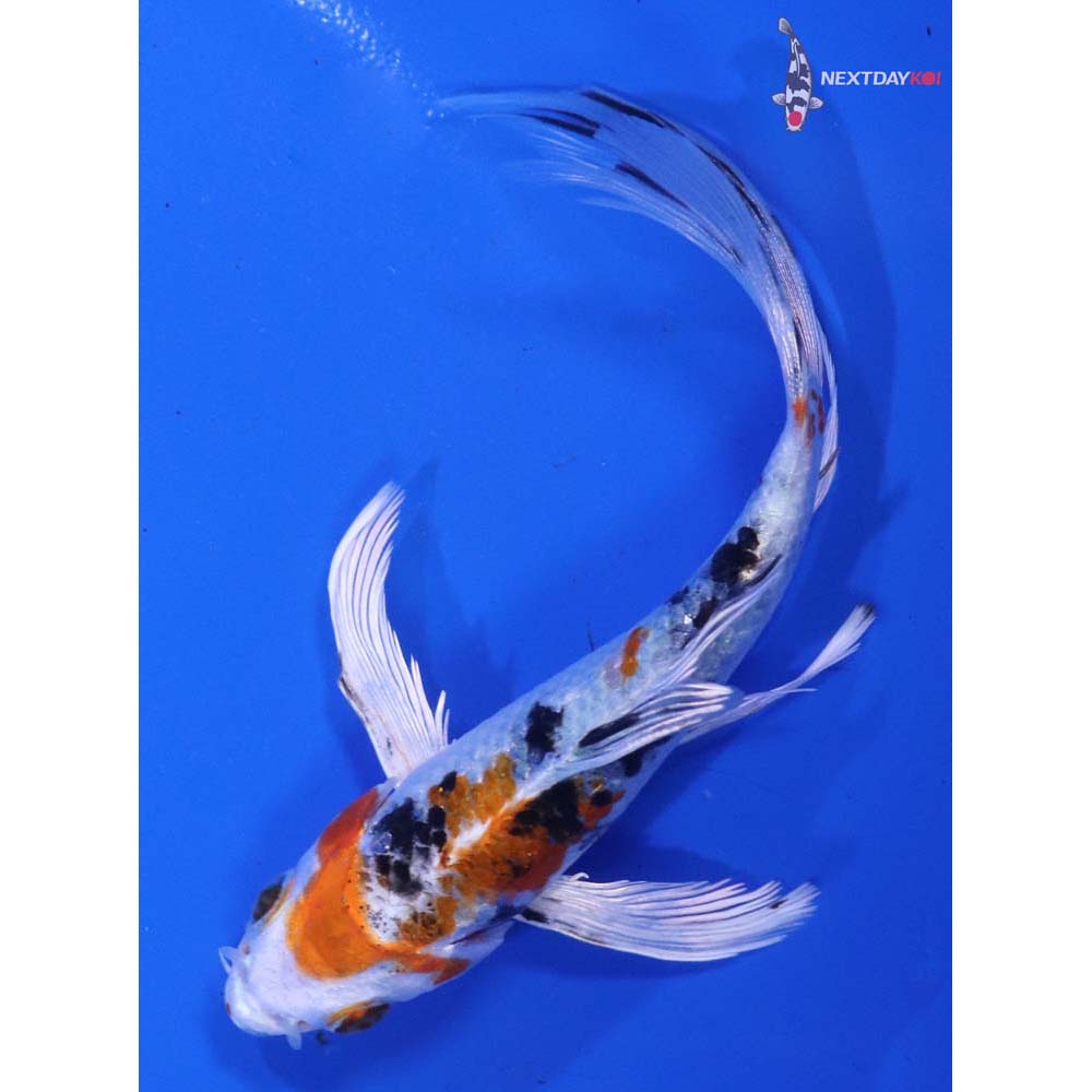 5” Imported Yamato Nishiki Butterfly Koi