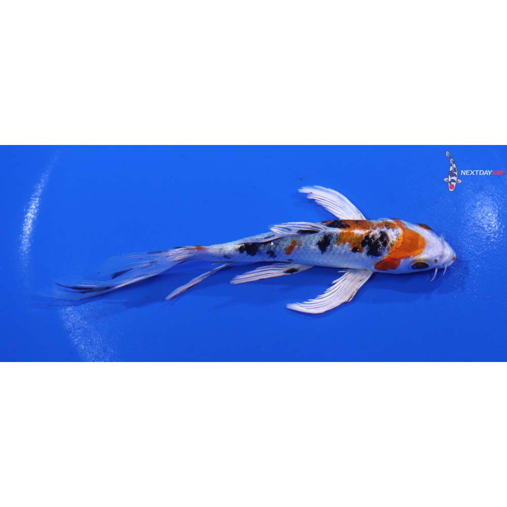 5” Imported Yamato Nishiki Butterfly Koi