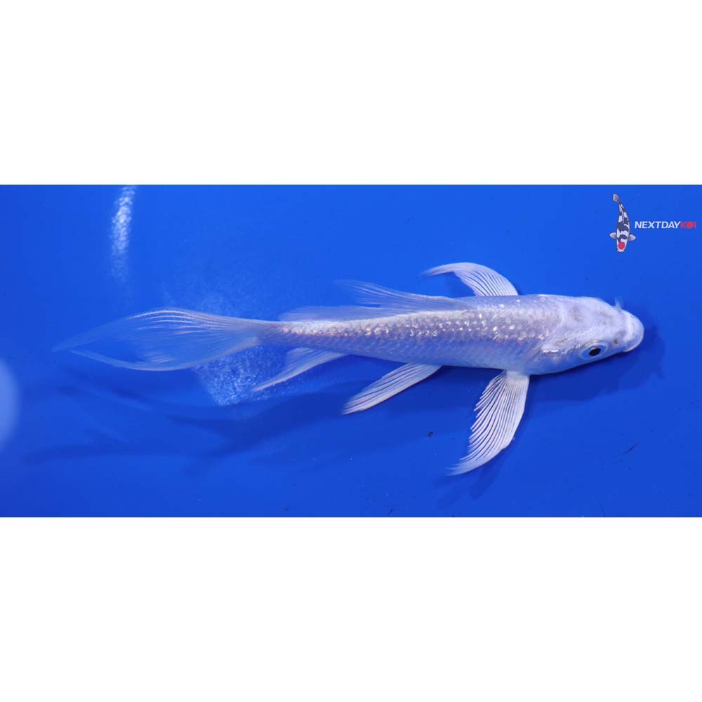 5” Imported Gin Rin Platinum Ogon Butterfly Koi