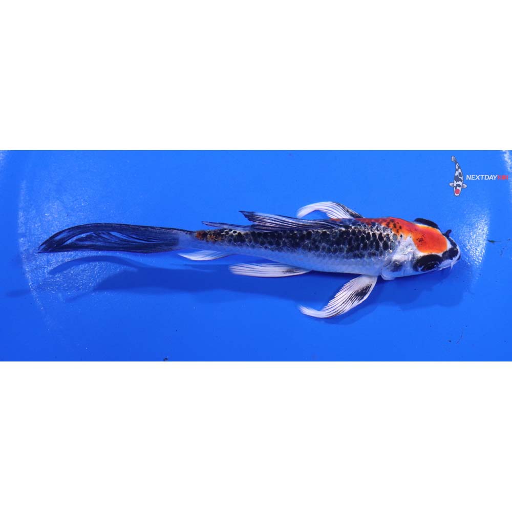5” Imported Kujaku Butterfly Koi