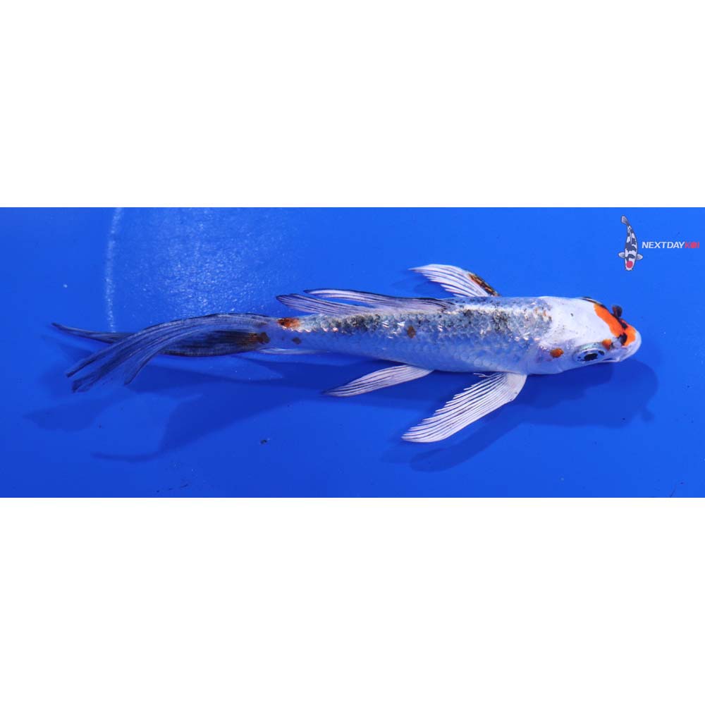 5” Imported Yamato Nishiki Butterfly Koi