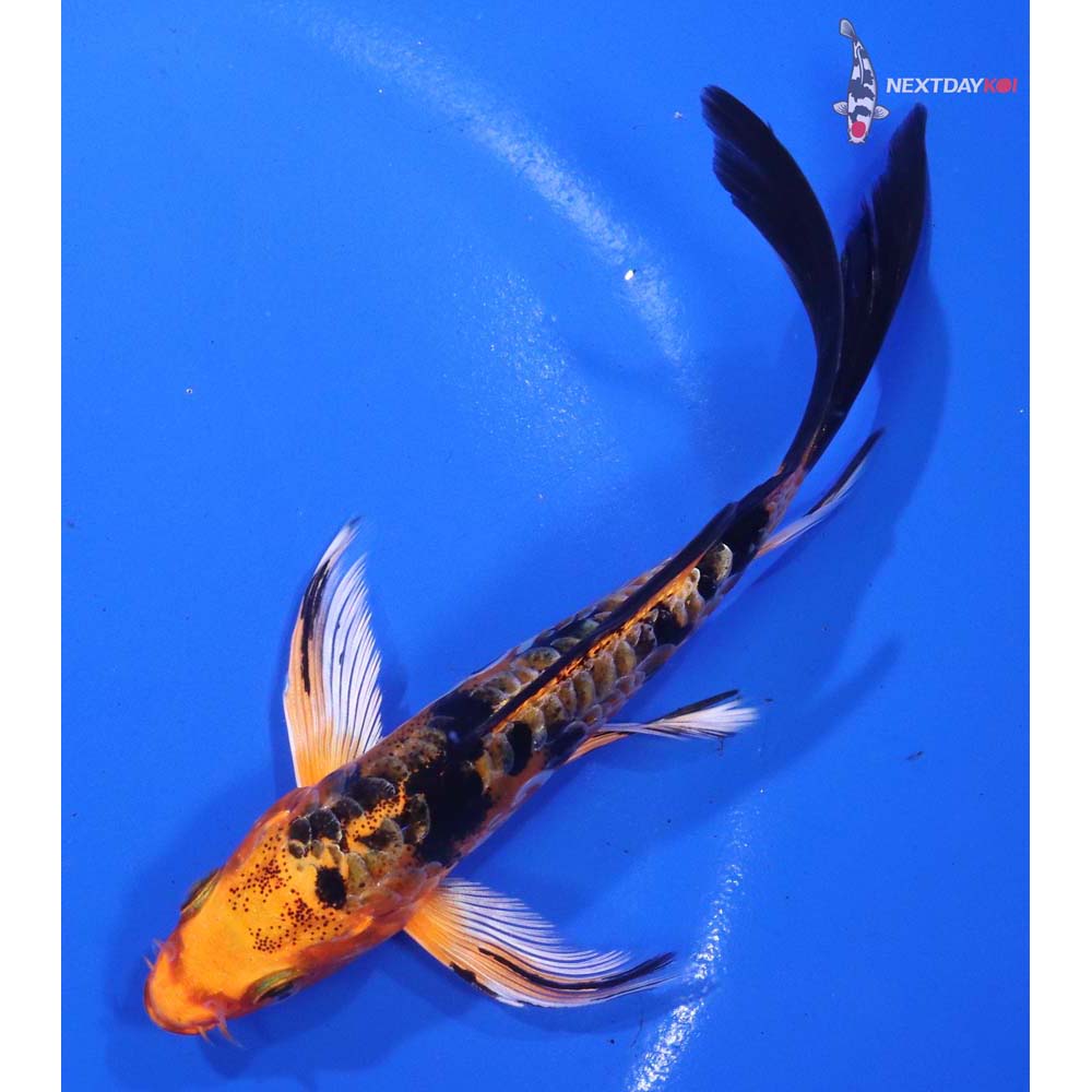 5” Imported Doitsu Kin Aka Bekko Butterfly Koi