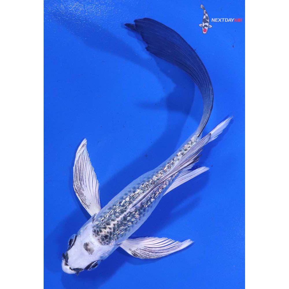 5” Imported Gin Rin Gin Matsuba Butterfly Koi