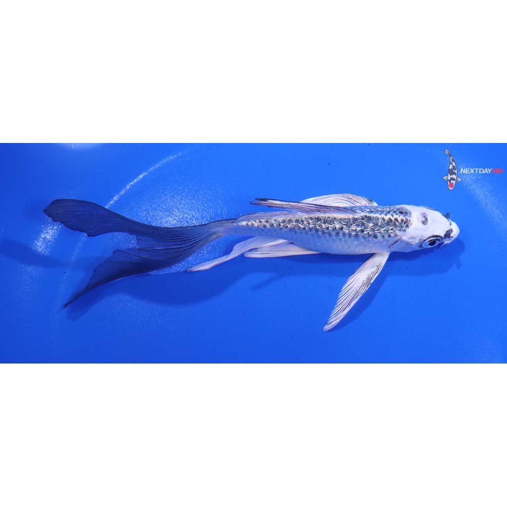 5” Imported Gin Rin Gin Matsuba Butterfly Koi