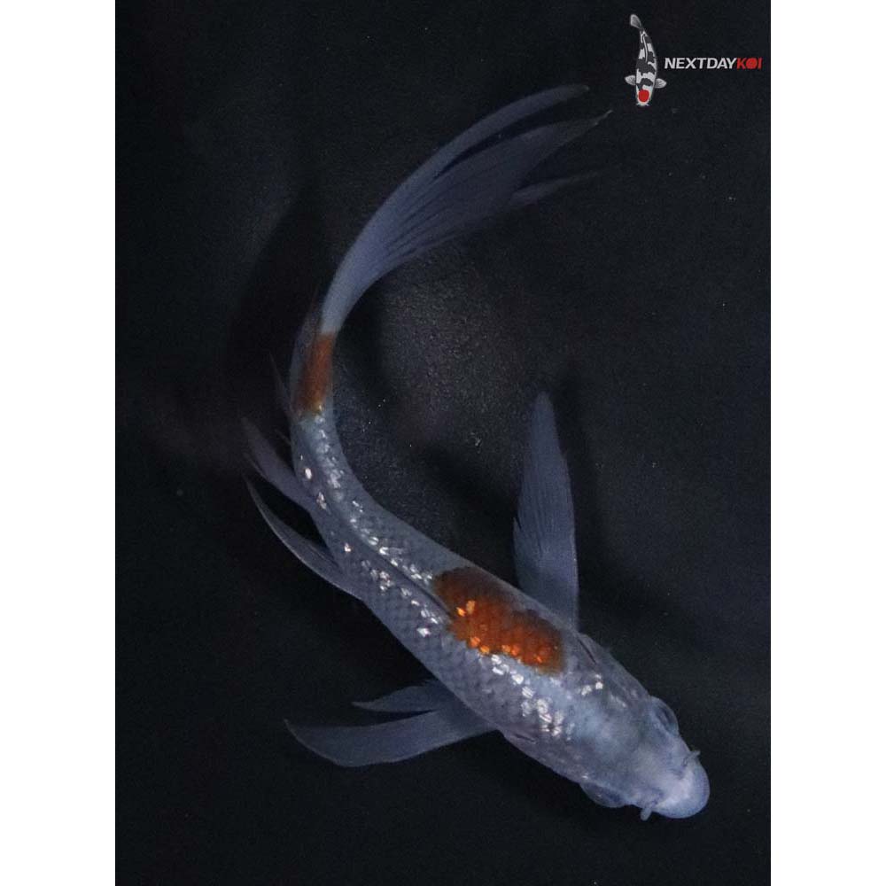 5” Imported Gin Rin Ochiba Shigure Butterfly Koi
