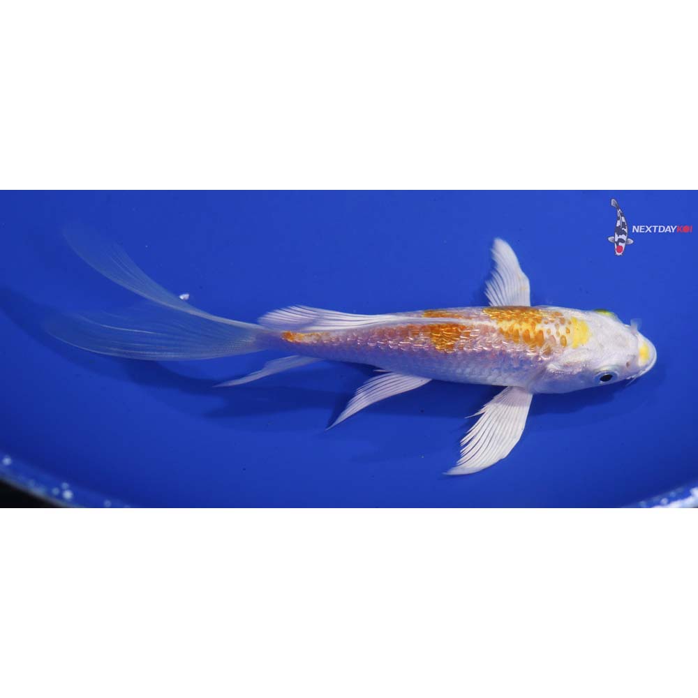 5.5” Imported Gin Rin Lemon Hariwake Butterfly Koi