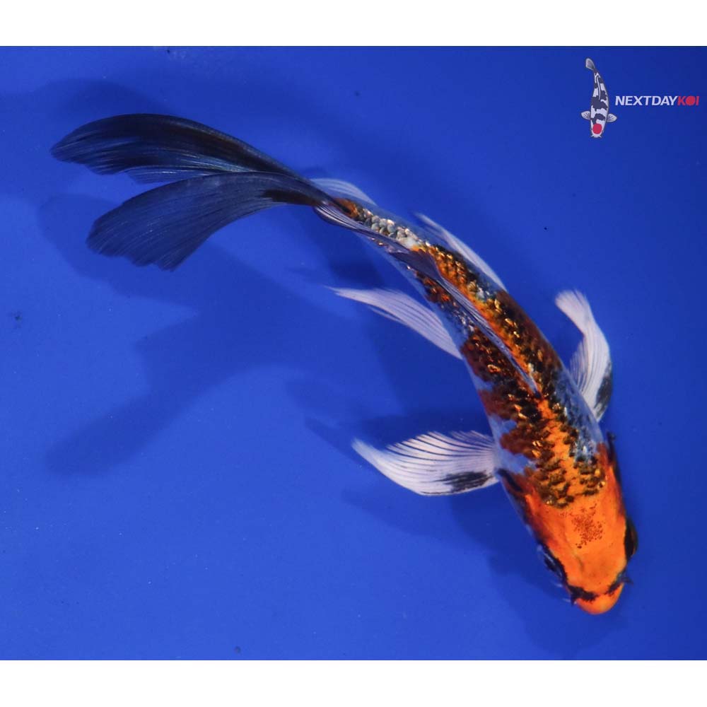 5.5” Iimported Gin Rin Kujaku Butterfly Koi