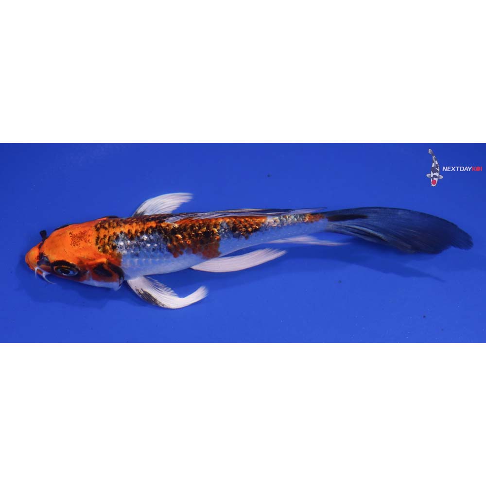 5.5” Iimported Gin Rin Kujaku Butterfly Koi