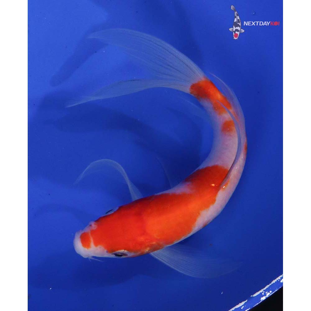 5.5” Imported Kohaku Butterfly Koi