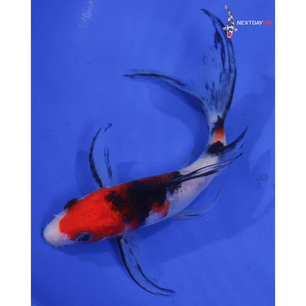 5.5” Imported Sanke Butterfly Koi
