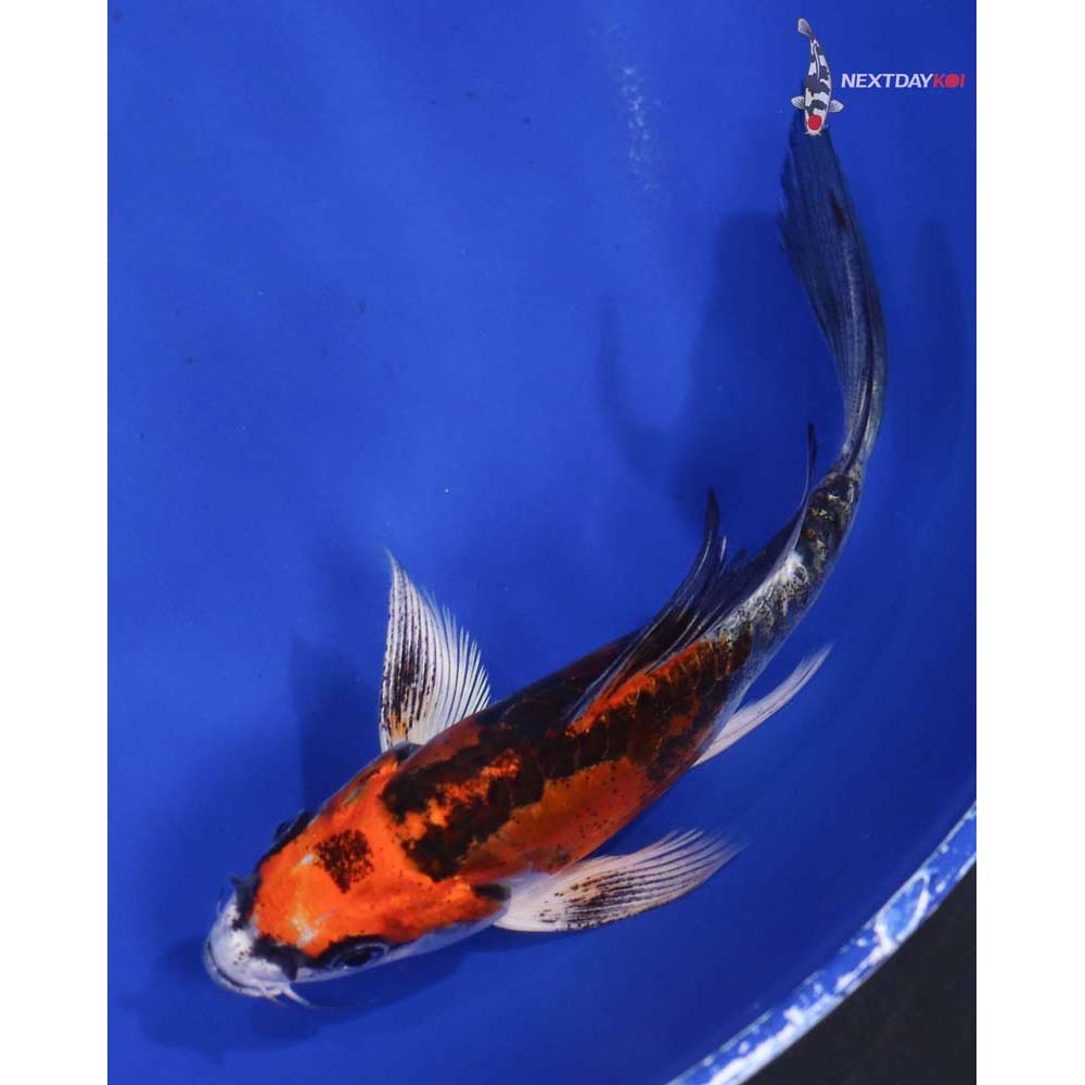 5.5” Imported Doitsu Kujaku Butterfly Koi