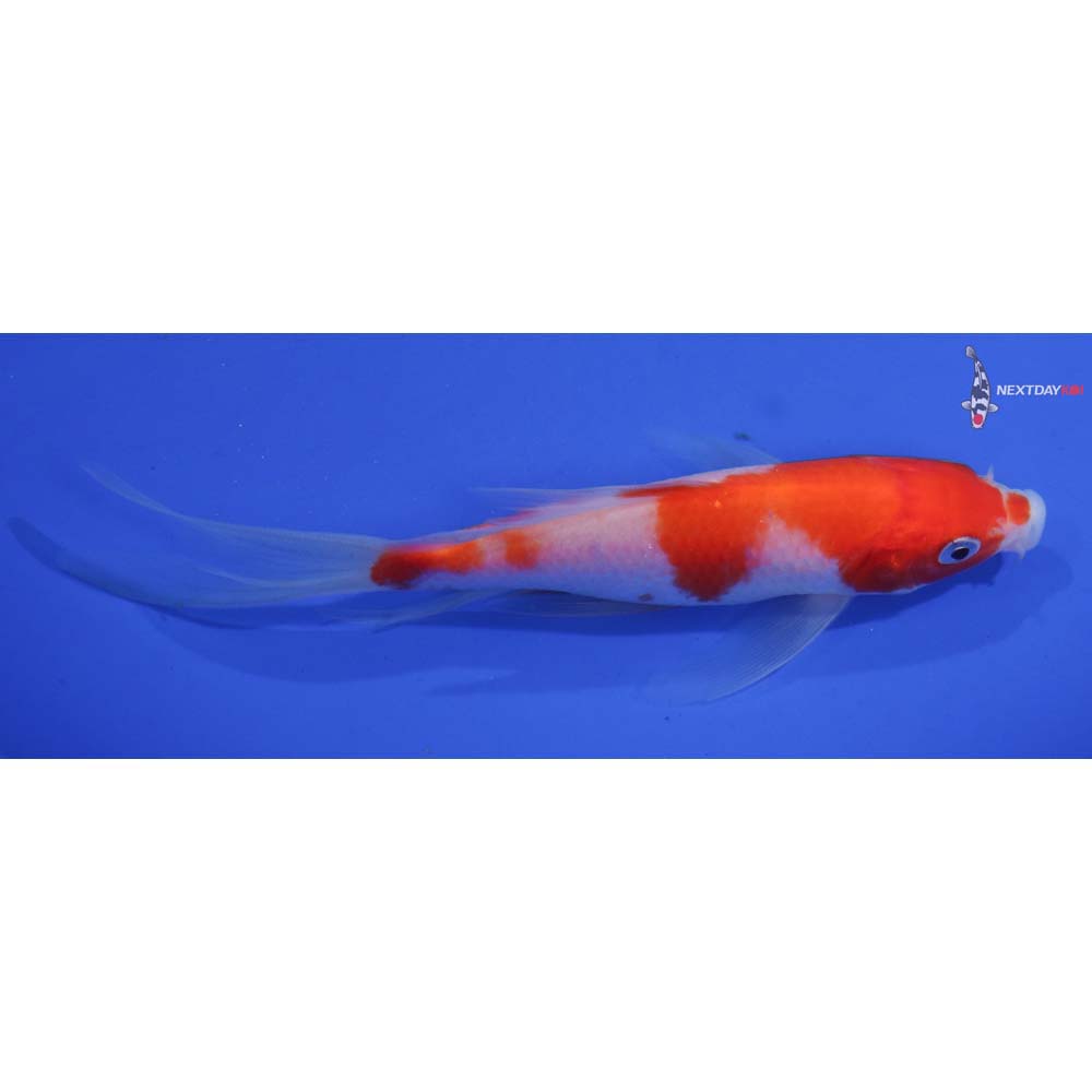 5.5” Imported Kohaku Butterfly Koi