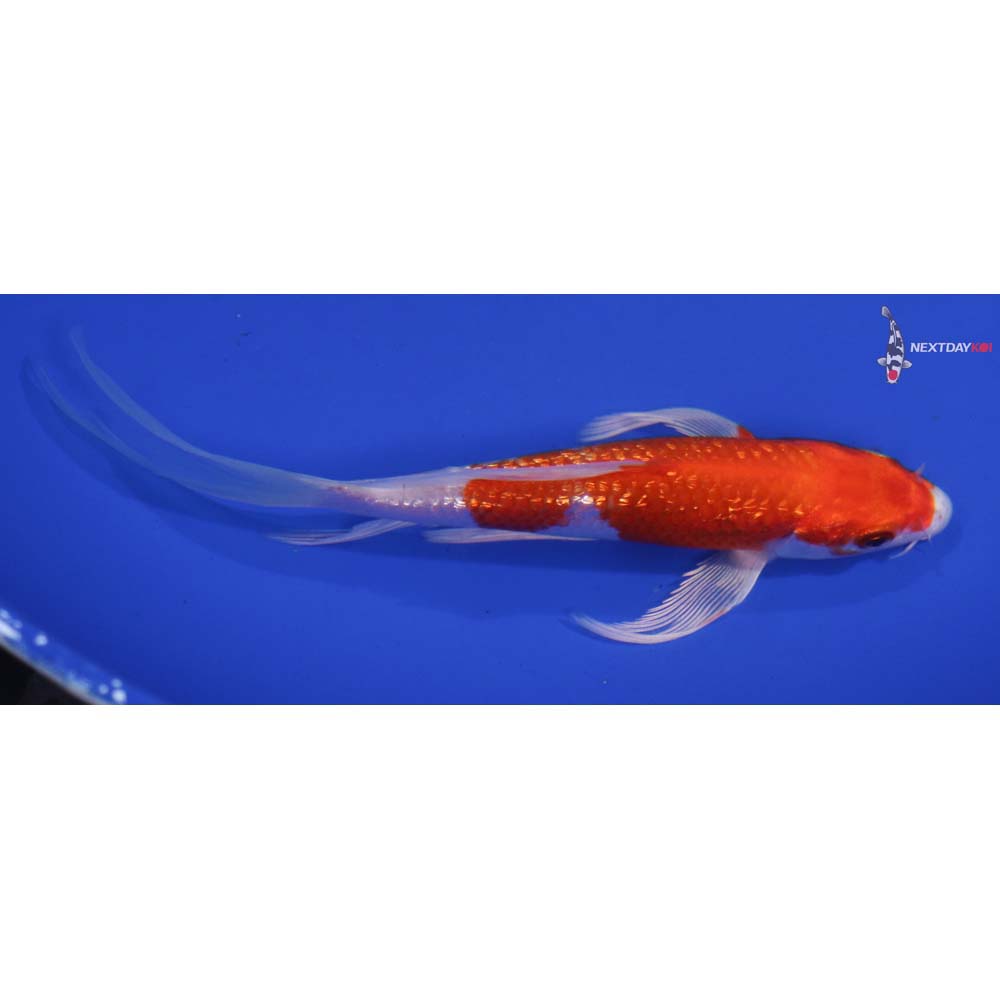 6” Imported Gin Rin Hariwake Butterfly Koi