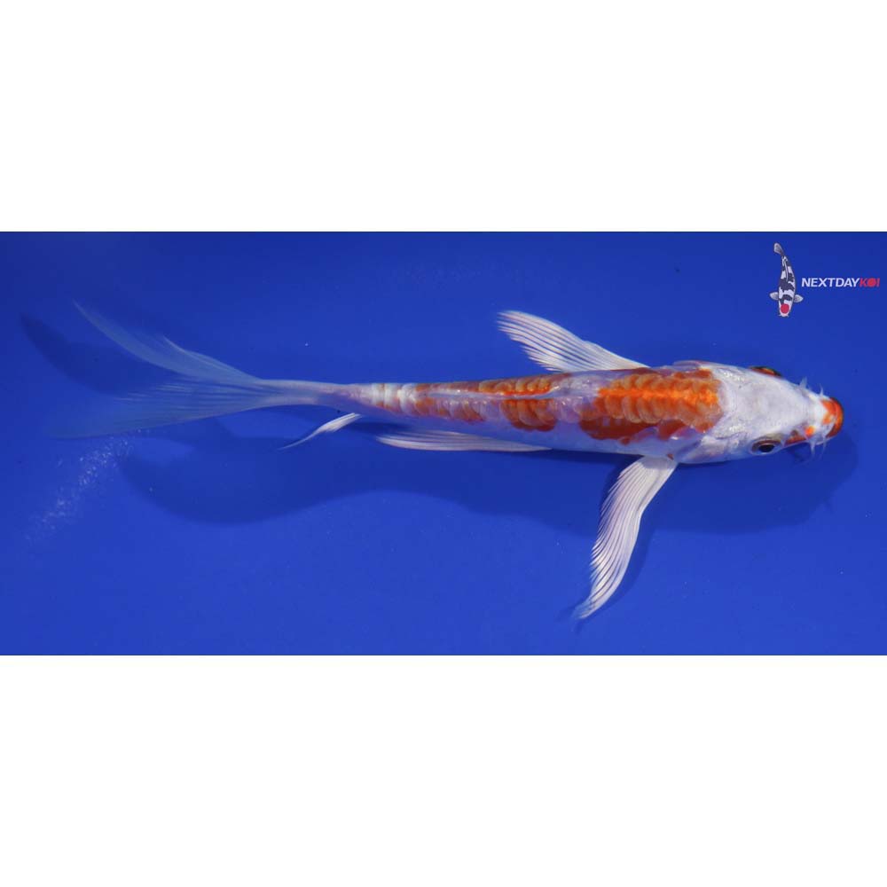 6” Imported Kikusui Butterfly Koi