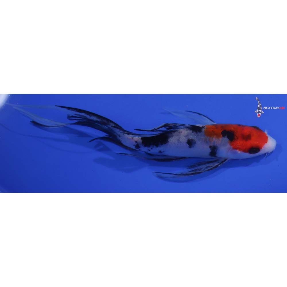 6.5” Imported Sanke Butterfly Koi
