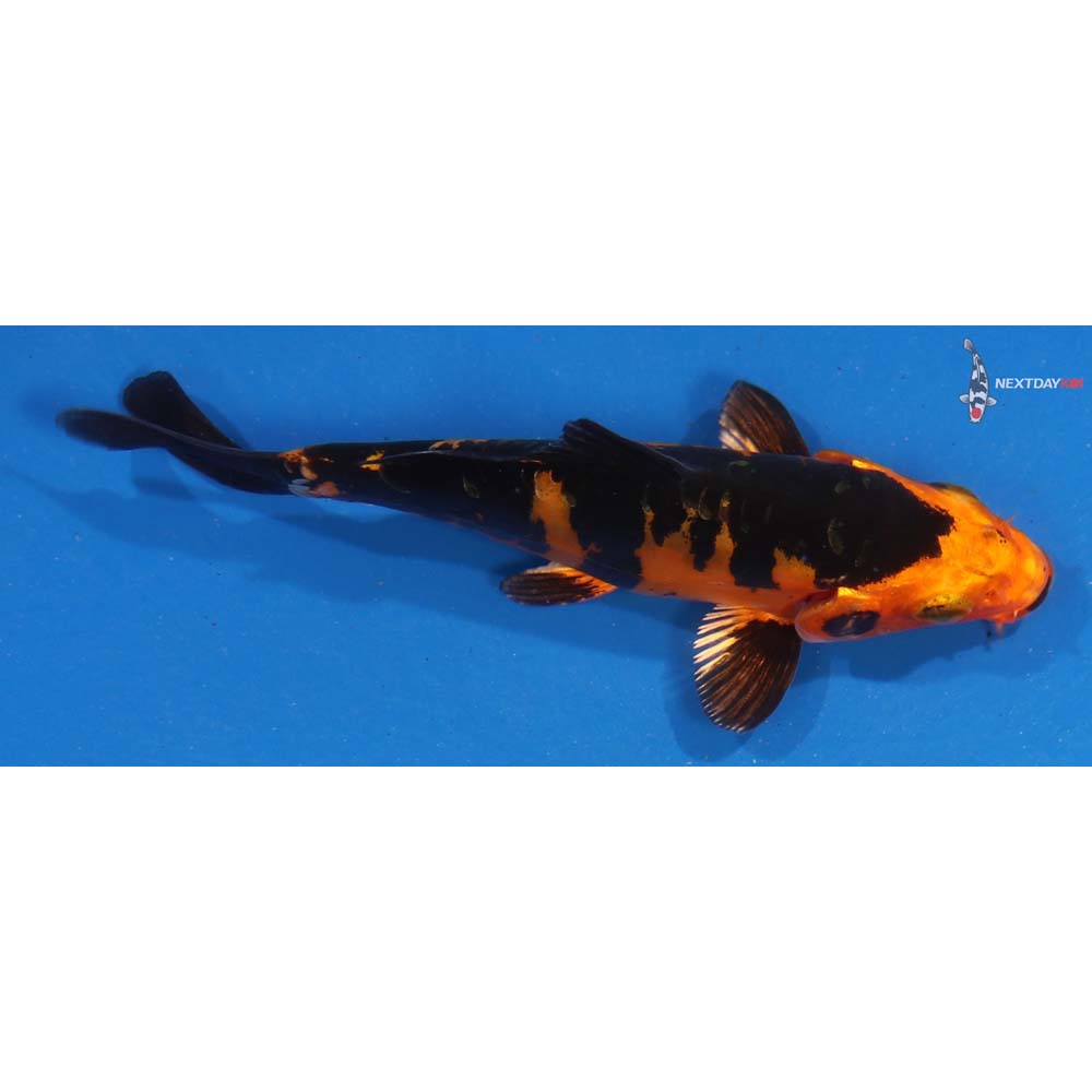 4.5” Imported Kin Doitsu Aka Bekko