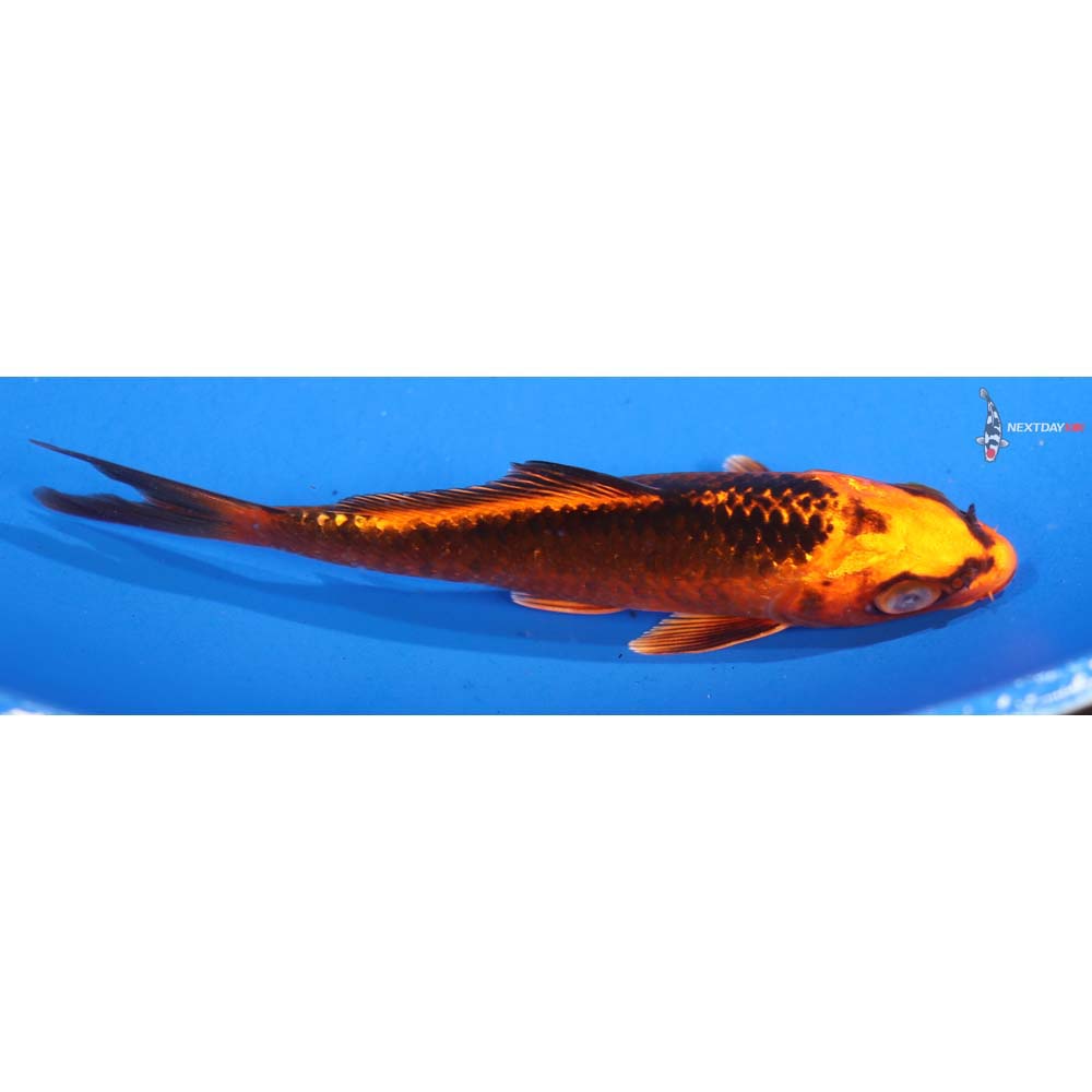 4.5” Imported Orenji Matsuba