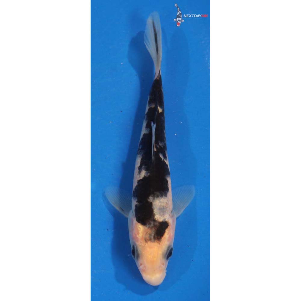 4.5” Imported Shiro Bekko