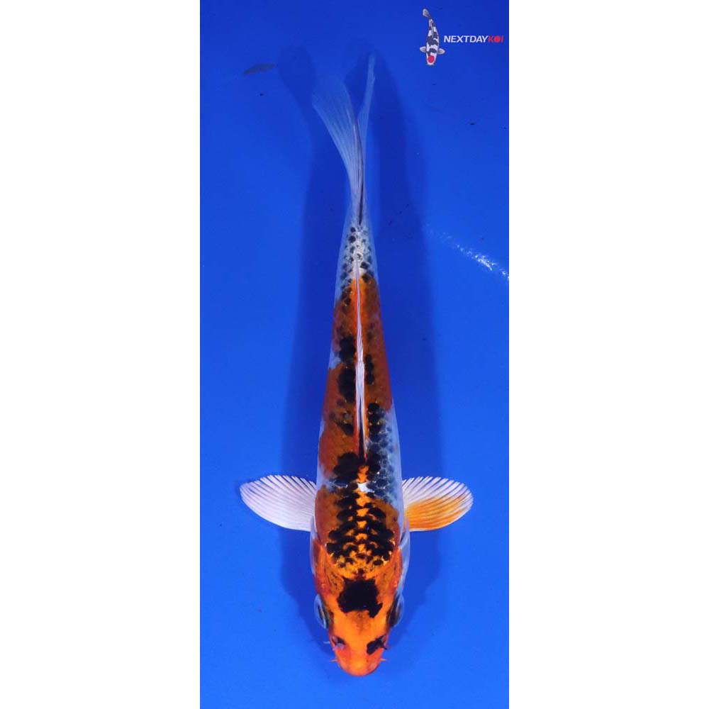 5.5” Imported Kujaku