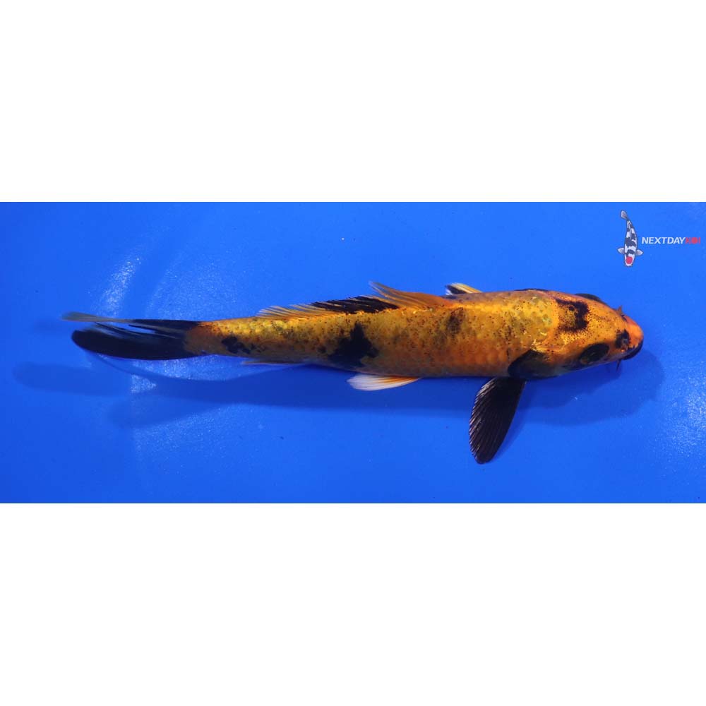 5.5” Imported Kin Aka Bekko