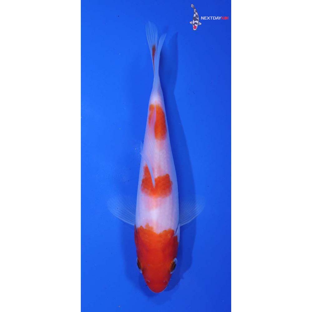 5” Imported Kohaku