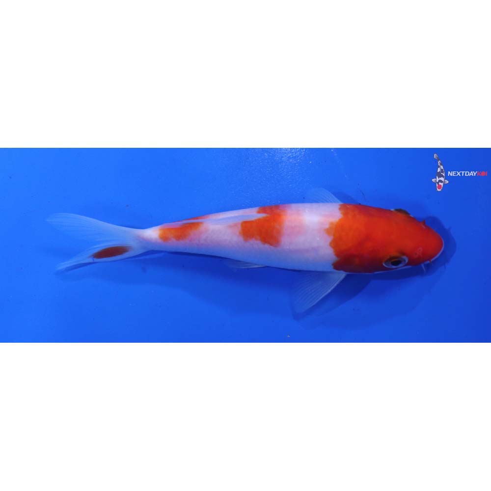 5” Imported Kohaku