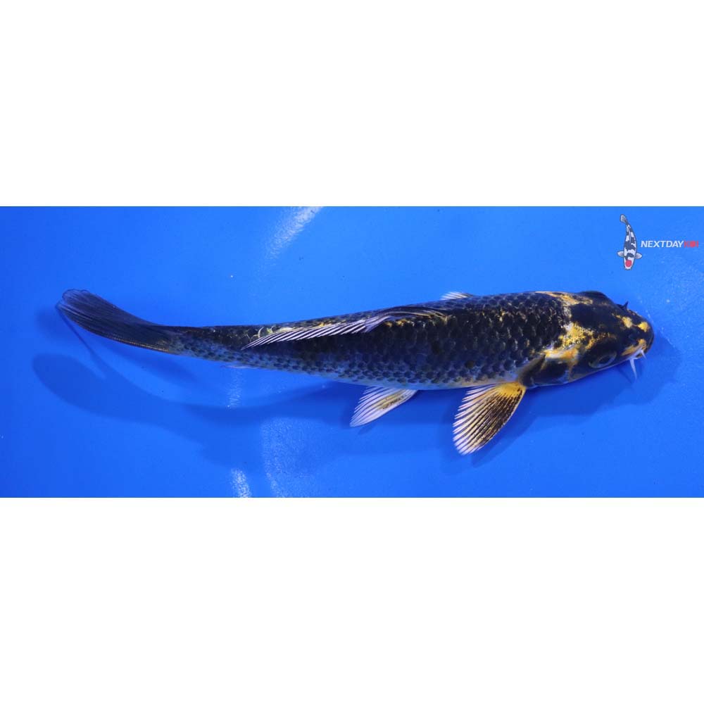 6” Imported Kujaku