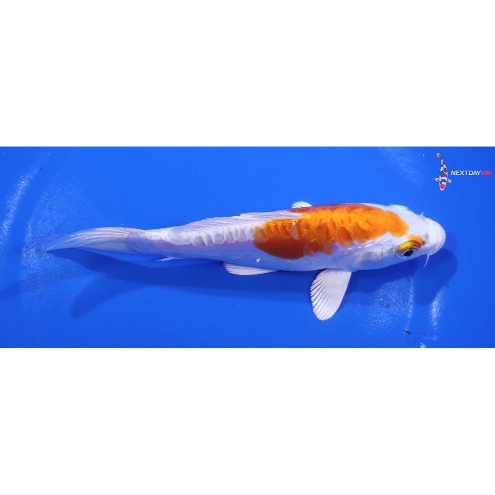 6” Imported Kikusui