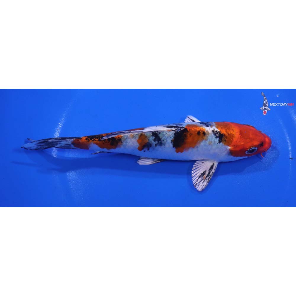 6” Imported Yamato Nishiki