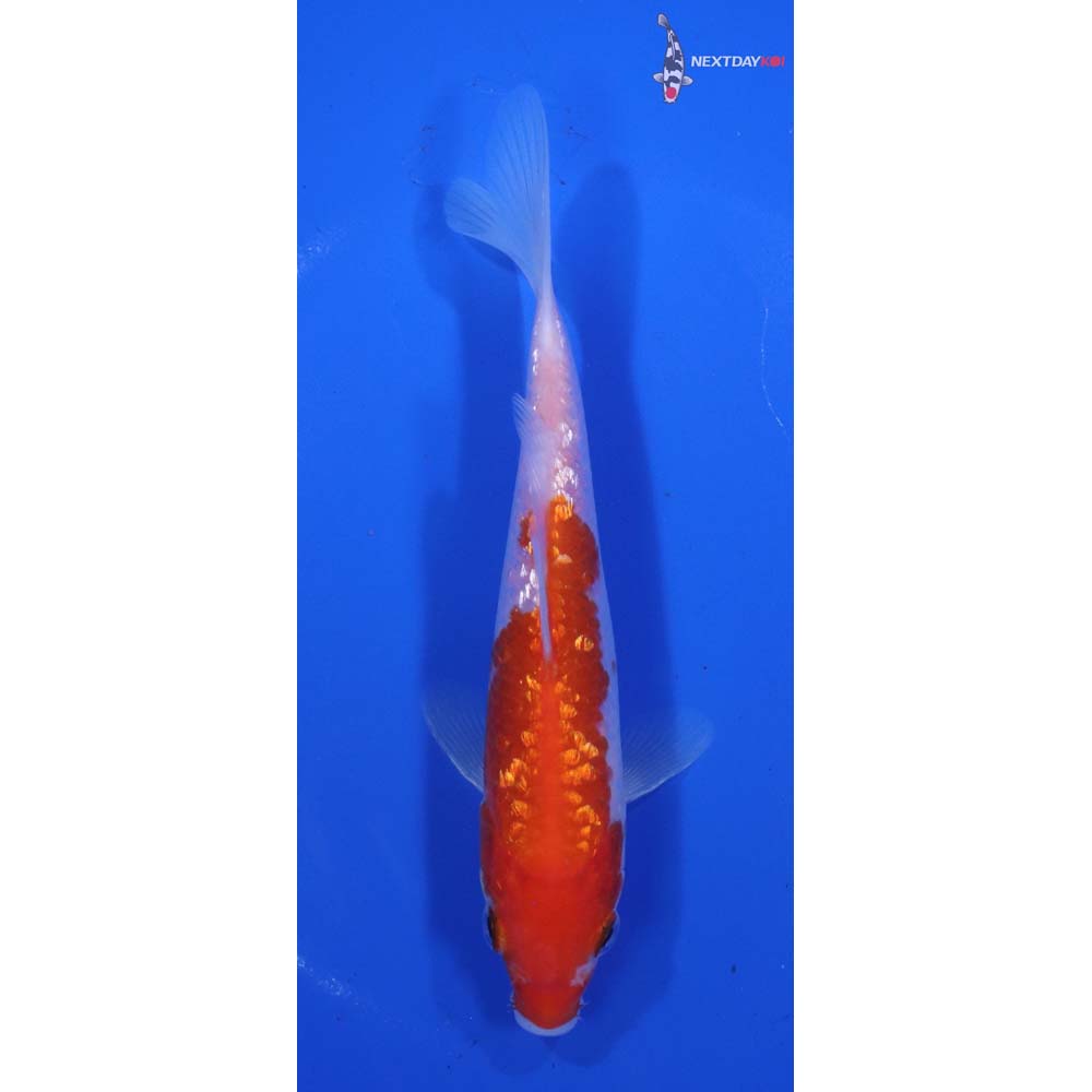 6” Imported Gin Rin Kohaku