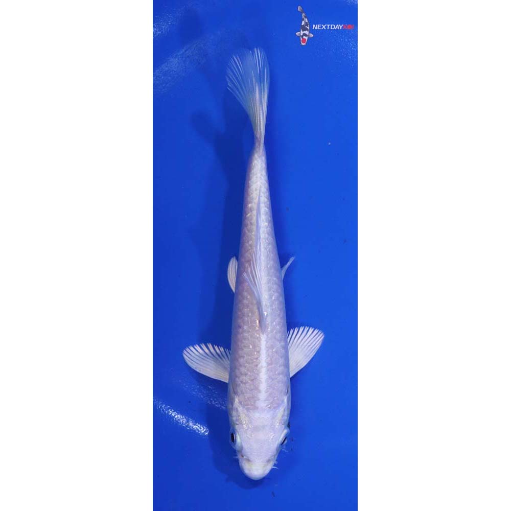 6” Imported Platinum Ogon