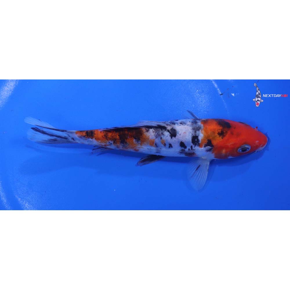 6” Imported Doitsu Sanke