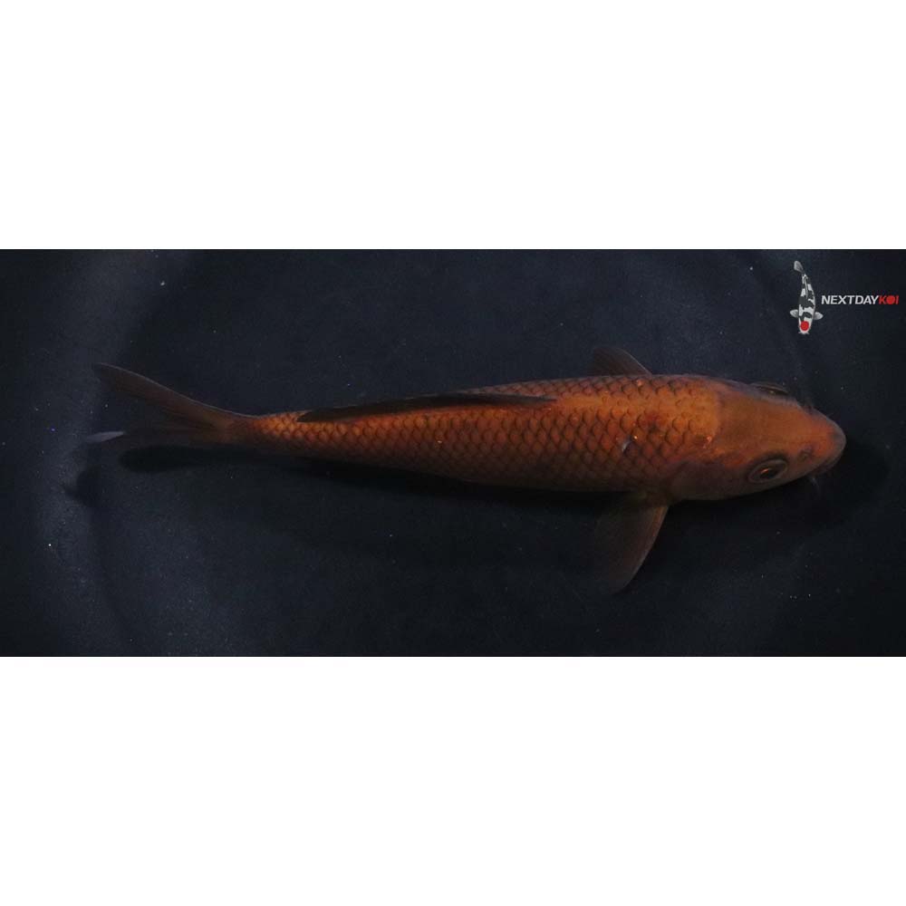 6” Imported Chagoi