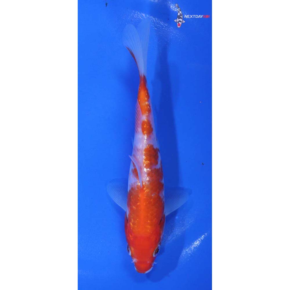 5.5” Imported Kohaku