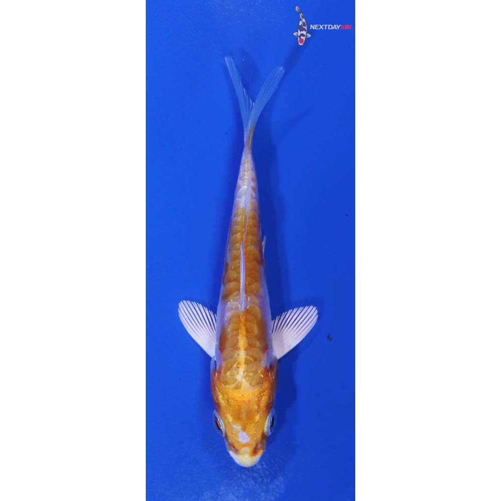 3” Imported Kikusui