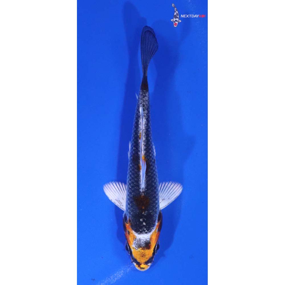 3.5” Imported Kujaku