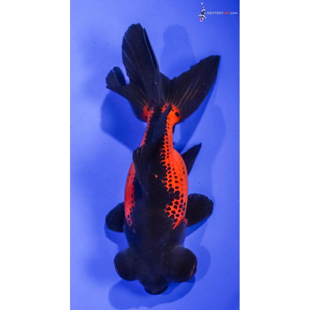 5” Imported Red and Black Butterfly Tail